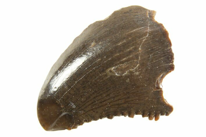 Rare, Serrated Troodontid (Troodon) Tooth - Montana #338966